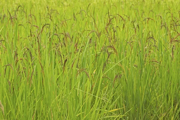 Amadurecimento Padi molhado em campo aberto — Fotografia de Stock