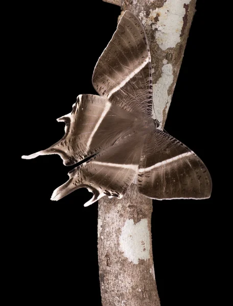Tropical Swallowtail Moth Niezaostrzony plik — Zdjęcie stockowe