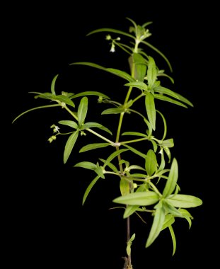 Hedyotis diffusa