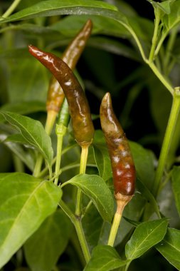 kestane fişeği chili oryantal meyve sineği larva tarafından zarar görmüş