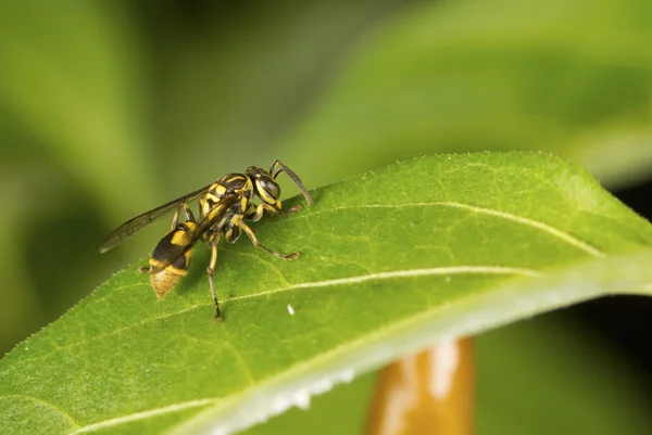 Orientaliska bananfluga på smällare chili planta — Stockfoto