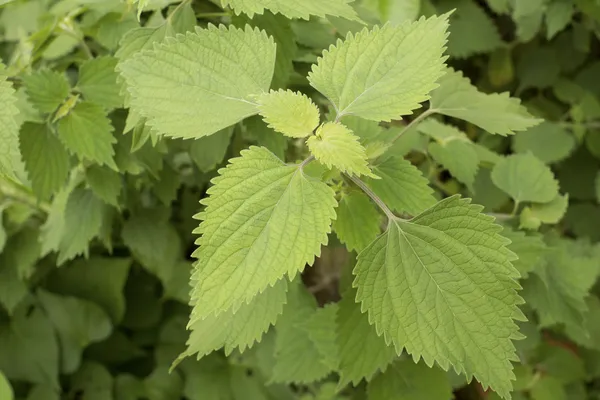 Anisometes indica noto anche come Indian Catmint — Foto Stock