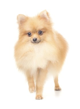 Pomeranian yükseltilmiş ön pençe ile