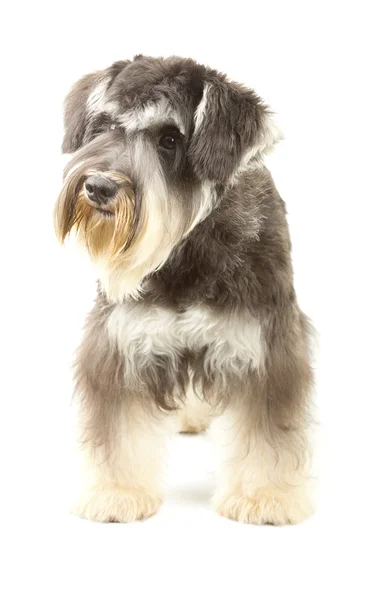 Zwergschnauzer mit drahtigem Mantel — Stockfoto