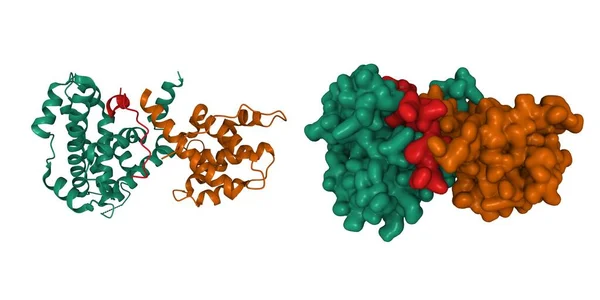 E2F peptidine (kırmızı), 3D karikatür ve Gauss yüzey modellerine bağlı retinoblastoma tümör baskılayıcı proteinin (AB etki alanı, yeşil ve kahverengi) kristal yapısı, zincir renk şeması, PDB 1o9k