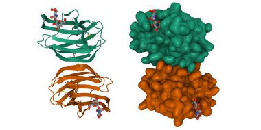 Crystal structure of human galectin-1 in complex with type 1 N-acetyllactosamine. 3D cartoon and Gaussian surface model, chain id color scheme, PDB 4xbl, white background clipart