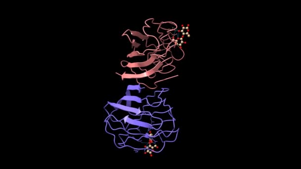乳糖と複合体中のヒトの二ウコン ラックレクチンのX線結晶構造 アニメーション3D漫画やガウス表面モデル チェーンIdカラースキーム Pdb 1Hlc 黒の背景 — ストック動画