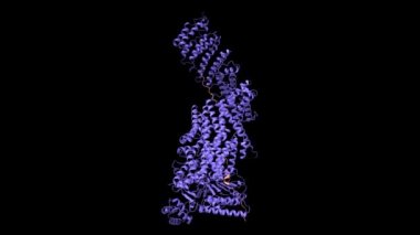 İnsan ayrıştırma (mavi) -Securin (kahverengi) kompleksinin yapısı. Animasyon 3D karikatür ve Gauss yüzey modelleri, PDB 7nj1, siyah arkaplan