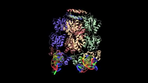 21塩基対対称作用素Dnaに結合した大腸菌のラクトース作用素抑制剤 アニメーション3D漫画やガウス表面モデル チェーンIdカラースキーム Pdb 1Lbg 黒の背景 — ストック動画