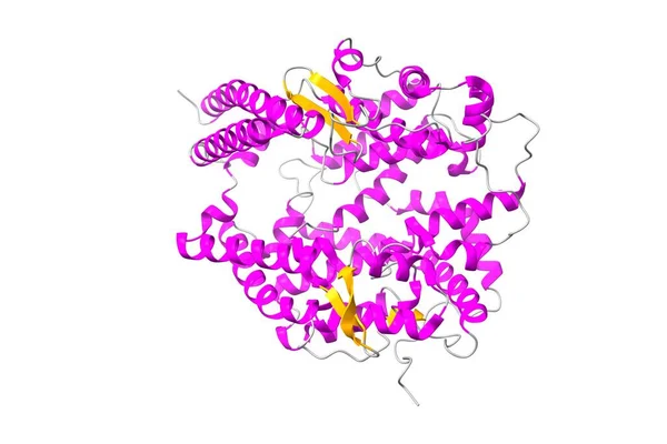 ヒトアンジオテンシン変換酵素の構造2 Ace2 3D漫画モデル 二次構造カラースキーム Pdb 1R42 白の背景 — ストック写真