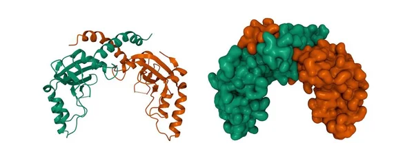 Pvuii内切酶的晶体结构 3D卡通和高斯曲面模型 链状色系 Pdb 1Pvu 白色背景 — 图库照片