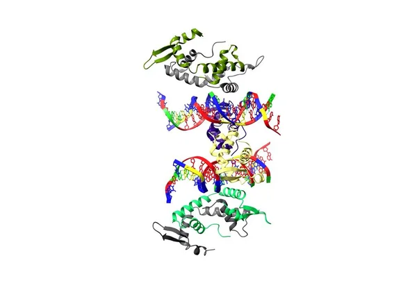 Estructura Cristalina Foxp2 Unida Específicamente Adn Modelo Dibujos Animados Esquema — Foto de Stock