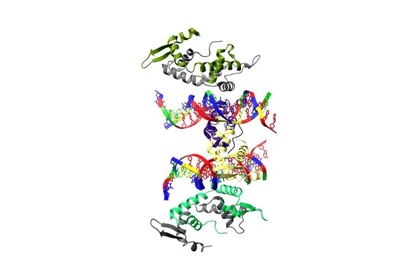 Foxp2 구조는 Dna 결합되어 Pdb 2A07 — 스톡 사진