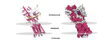 İnsan yamalı 1 (PTCH1) tümör baskılayıcı, 3D karikatür ve Gauss yüzey modelleri, ikincil yapı renk şeması, PDB 6oeu, beyaz arkaplan