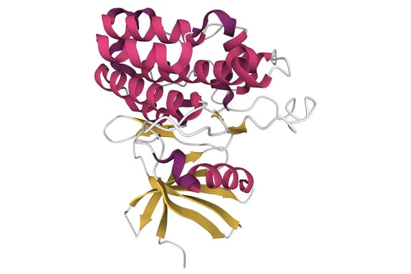 ヒトのTgf 受容体型2キナーゼドメインの構造 3D漫画モデル 二次構造カラースキーム Pdb 5E8V 白の背景 — ストック写真