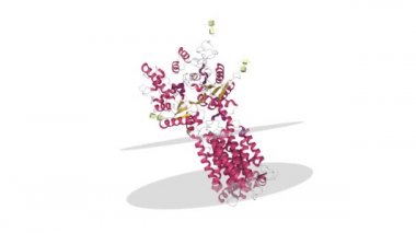 İnsan yapısı 1 (PTCH1) tümör baskılayıcı. Tranmembrane çekirdekli animasyon 3D çizgi film modeli, ikincil yapı renk şeması, PDB 6oeu, beyaz arkaplan