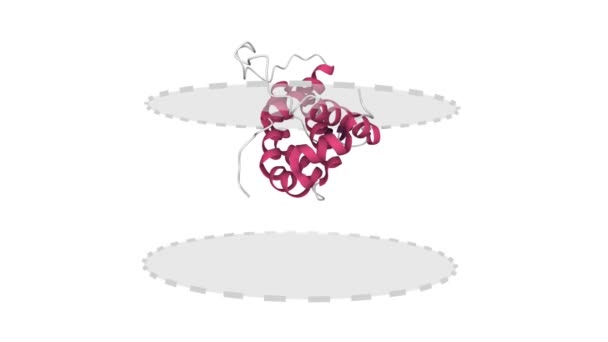 Oplossingsstructuur Van Het Antiapoptotisch Eiwit Bcl Geanimeerde Cartoon Model Met — Stockvideo