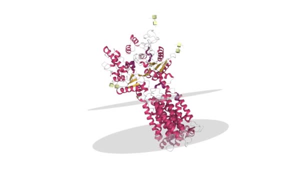 ヒトパッチ1 Ptch1 腫瘍抑制の構造 膜コアを示すアニメーション3D漫画モデル 二次構造カラースキーム Pdb 6Oeu 白の背景 — ストック動画