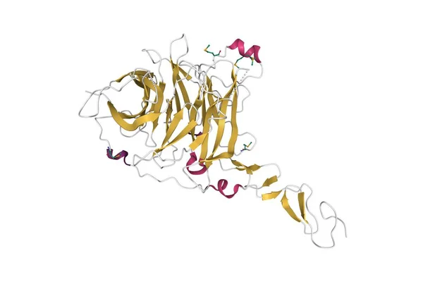 Igelkotinteragerande Proteinets Kristallstruktur Hhip Tecknad Modell Sekundär Struktur Färgschema Pdb — Stockfoto