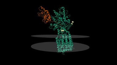 İnsan yapısı, yerli sonik kirpi (kahverengi) ile kompleks olarak 1 homolog (yeşil) yamamıştır. İç ve dış zarları gösterilen animasyon 3D çizgi film modeli, PDB 6oev, siyah arkaplan