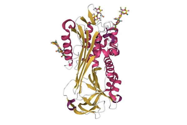 Estrutura Beta Antitrombina Iii Plasmática Modelo Desenho Animado Com Resíduos — Fotografia de Stock
