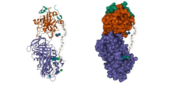 Struktur Des Antithrombin Violett Thrombin Braun Grün Heparin Ternären Komplexes — Stockfoto