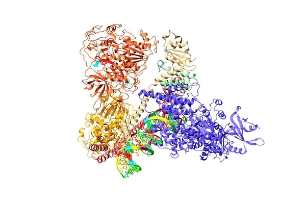 Sars Cov 2微型复制和转录复合物的结构 3D卡通模型 链状色系方案 Pdb 7Cxm 白色背景 — 图库照片