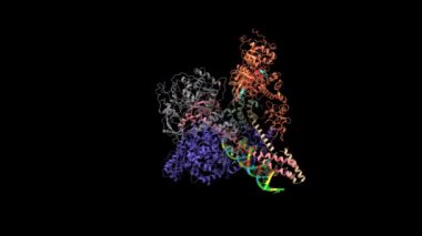 SARS-CoV-2 mini kopyalama ve kopyalama kompleksinin yapısı. Animasyon 3D karikatür ve Gauss yüzey modelleri, zincir kimlik şeması, PDB 7cxm, siyah arkaplan