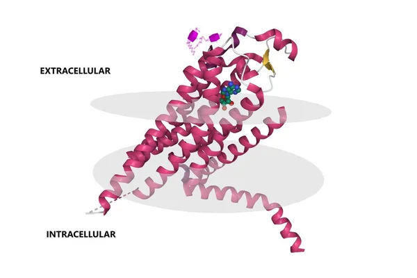 Humane Adenosine A2A Receptor Met Adenosine Binding Cartoon Model Secundaire — Stockfoto