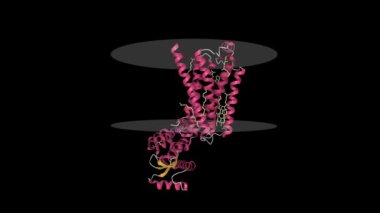 Tranmembrane bölgesi gösterilen beta2-adrenerjik reseptör yapısı. Canlandırılmış 3D çizgi film modeli, ikincil yapı renk şeması, PDB 6ps5, siyah arkaplan