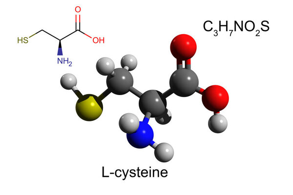 Chemical formula, structural formula and 3D ball-and-stick model of L-cysteine, a nonessential amino acid, white background