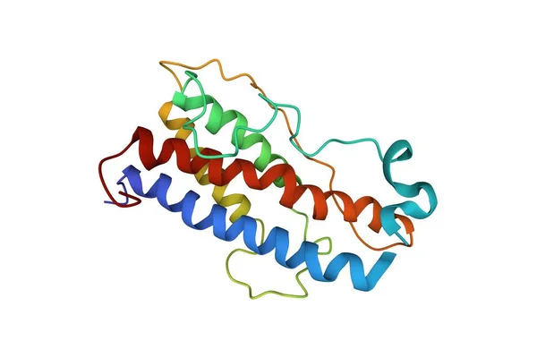 Struktura Ludzkiego Hormonu Wzrostu Model Kreskówki Białe Tło — Zdjęcie stockowe
