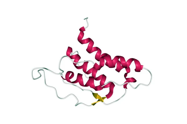 人白细胞介素 21的结构 3D卡通模型与彩色元素相分离的二级结构 白色背景 — 图库照片