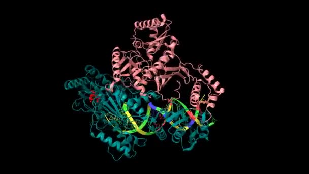 Struktura Odwrotnej Transkryptazy Hiv Kompleksie Rna Dna Newirapiną Czerwona Animowanymi — Wideo stockowe