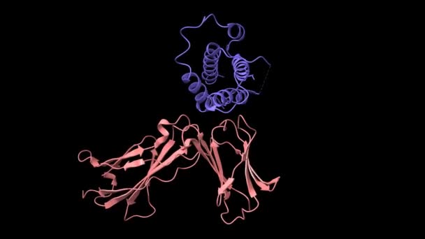 Struktura Interleukiny Ludzkiej Niebieskiej Kompleksie Jej Receptorem Alfa Różowym Animowanymi — Wideo stockowe