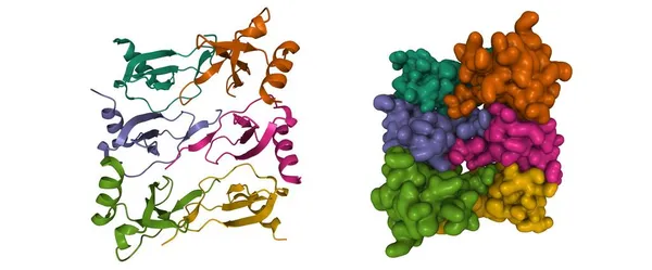 Struktur Von Chemokin Ligand Ccl5 Cartoon Und Gaußschen Oberflächenmodellen Mit — Stockfoto