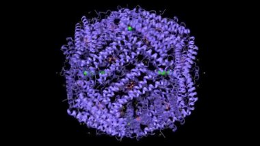 Demir (portakal), klor (büyük yeşil) ve magnezyum (küçük yeşil) iyonları olan insan H ferritini. Animasyon 3D karikatür ve Gauss yüzey modelleri, PDB 4y08, siyah arkaplan