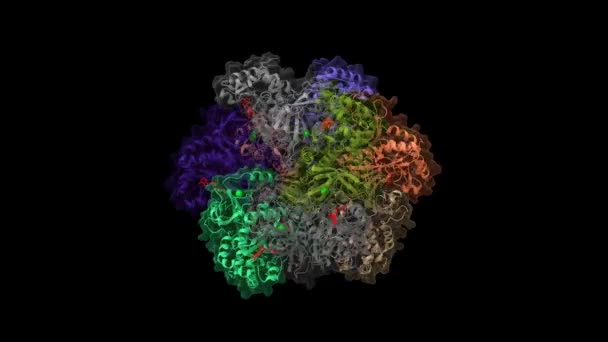 Кристаллическая Структура Глютаминовой Синтетазы Человека Комплексе Adp Красным Метиониновым Сульфоксиминовым — стоковое видео