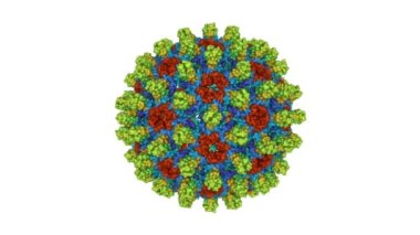 Vahşi tip hepatit B virüsü kapsülü. Canlandırılmış 3D Gaussian yüzey modeli, seri numarası renk şeması, PDB 6vzp, beyaz arkaplan