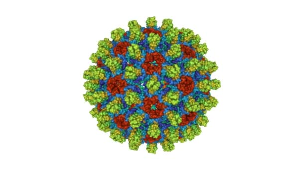 Structure Capside Sauvage Virus Hépatite Modèle Animé Surface Gaussienne Schéma — Video