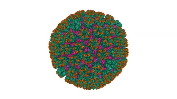 カプシの肉腫関連ヘルペスウイルスカプシドの結晶構造と原子モデル アニメーション3Dガウス曲面モデル 図形ソースカラースキーム Pdb 6B43 白背景 — ストック動画