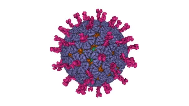 Fertőző rotavírus részecskék atommodellje. Animált 3D Gaussian felületi modell, entitás azonosító színséma, PDB 4v7q, fehér háttér