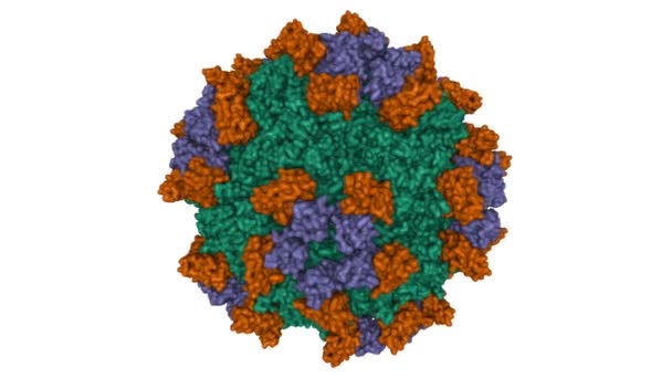 细小病毒B19 的结构 用人类抗体 紫色和褐色 中的Fab分子装饰 动画3D高斯曲面模型 链状色系方案 Pdb 6Nn3 白色背景 — 图库视频影像