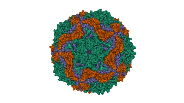 Estrutura Parvovírus B19 Verde Decorado Com Moléculas Fab Anticorpo Humano — Vídeo de Stock
