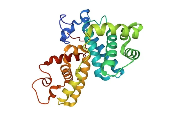 人类Cycyclin 3D卡通模型的晶体结构 Pdb 2I53 白色背景 — 图库照片