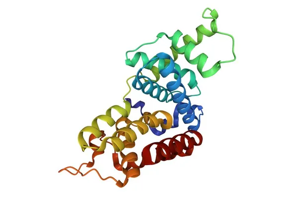 ヒトサイクリンの結晶構造T2 3D漫画モデル Pdb 2Ivx 白の背景 — ストック写真