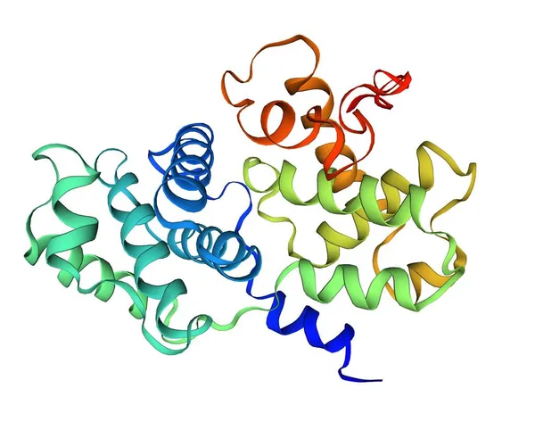 人Cyclin B1的晶体结构 3D卡通模型 Pdb 2B9R 白色背景 — 图库照片