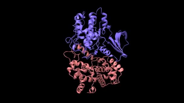 Struktura Kinazy Zależnej Cykliny Cdk2 Niebieski Kompleksie Cykliną Różowy Animowane — Wideo stockowe