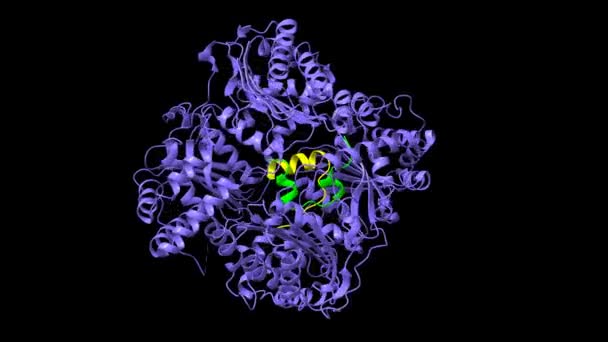 人胰岛素降解酶 与胰岛素 绿色黄 复合物的结构 动画3D卡通和高斯曲面模型 Pdb 2Wby 黑色背景 — 图库视频影像