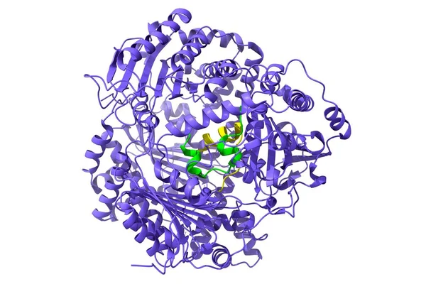 人胰岛素降解酶 与胰岛素 绿色黄 复合物的结构 3D卡通模型 Pdb 2Wby 白色背景 — 图库照片